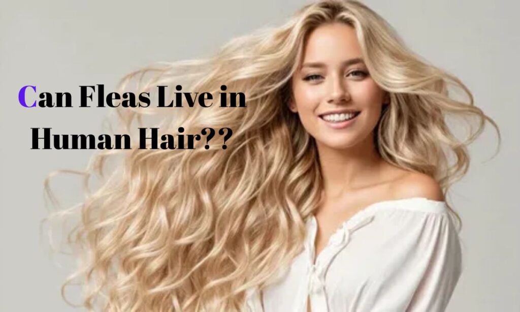 Can Fleas Live in Human Hair? Facts, Myths, Signs, and Prevention