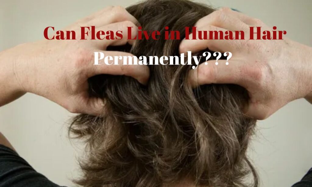 Can Fleas Live in Human Hair Permanently