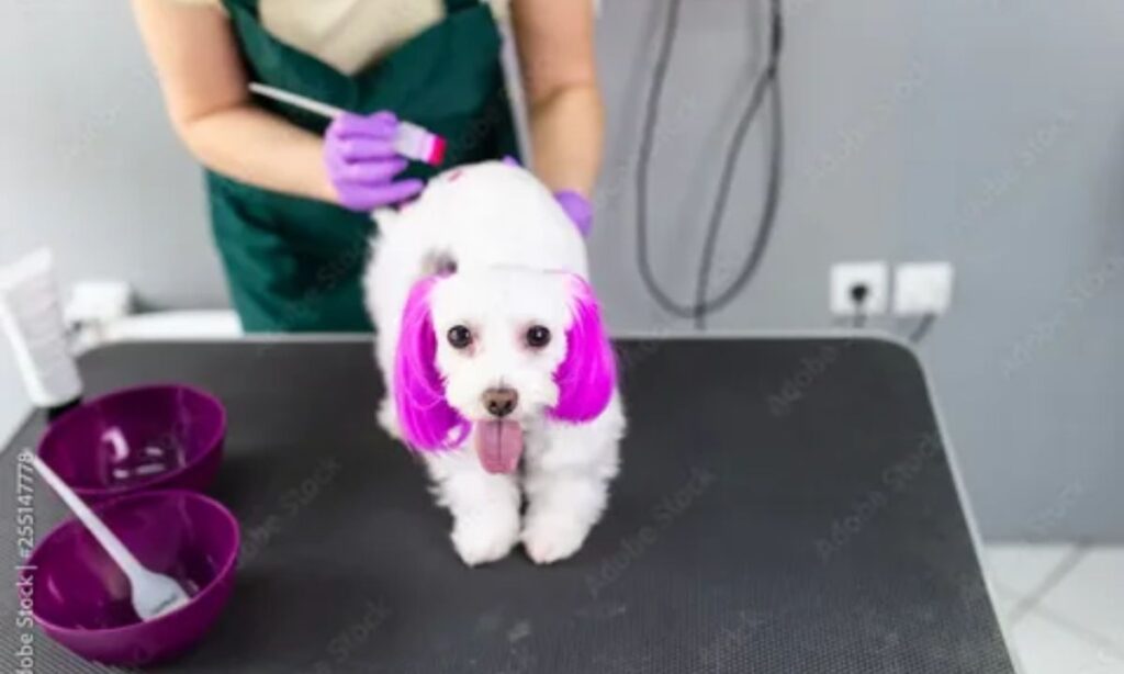 Dog Hair Colour Dye: Safe, Stylish & Pet-Friendly Grooming Guide