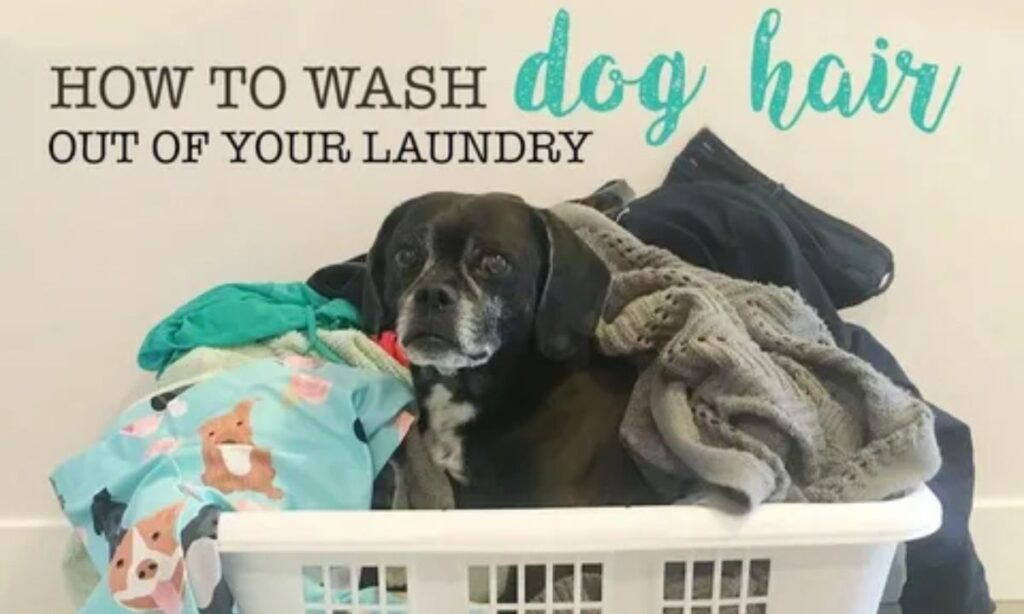 How to Get Dog Hair Out of Clothes and Keep Your Laundry