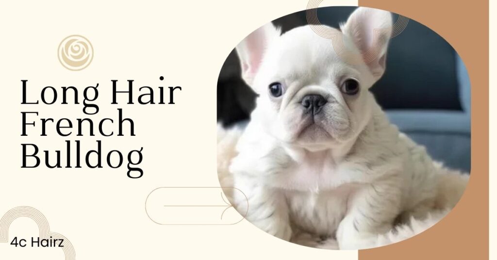 Long Hair French Bulldog: Traits, Care, and Coat Facts